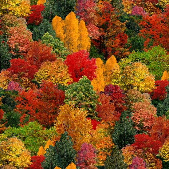 309 MULTI - Landscape Medley Trees Fall Autumn